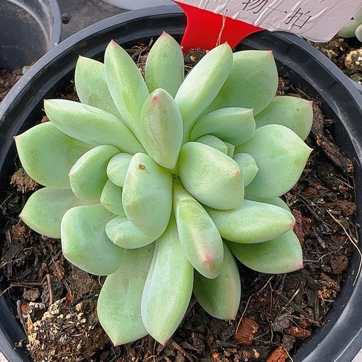 京桃美人121多肉植物