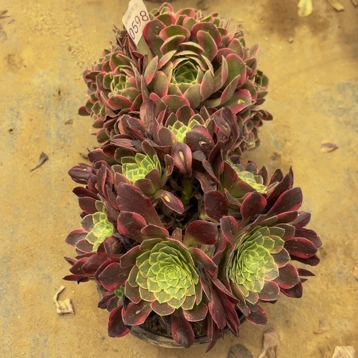 2颗多肉处理不包断头0598