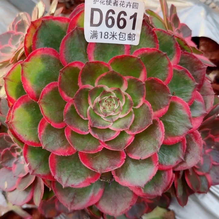 多肉法师淘宝福利