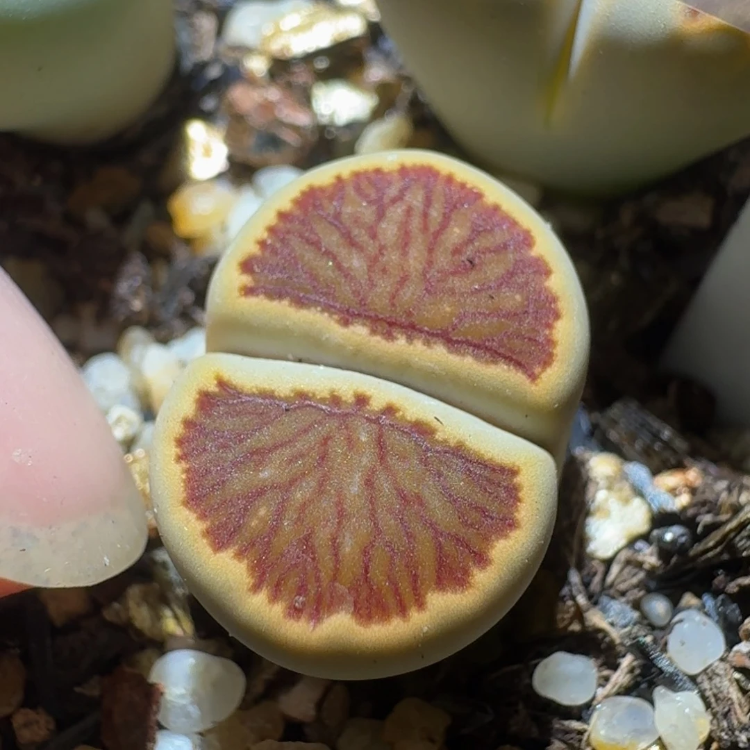 绝绝绝子生石花3097