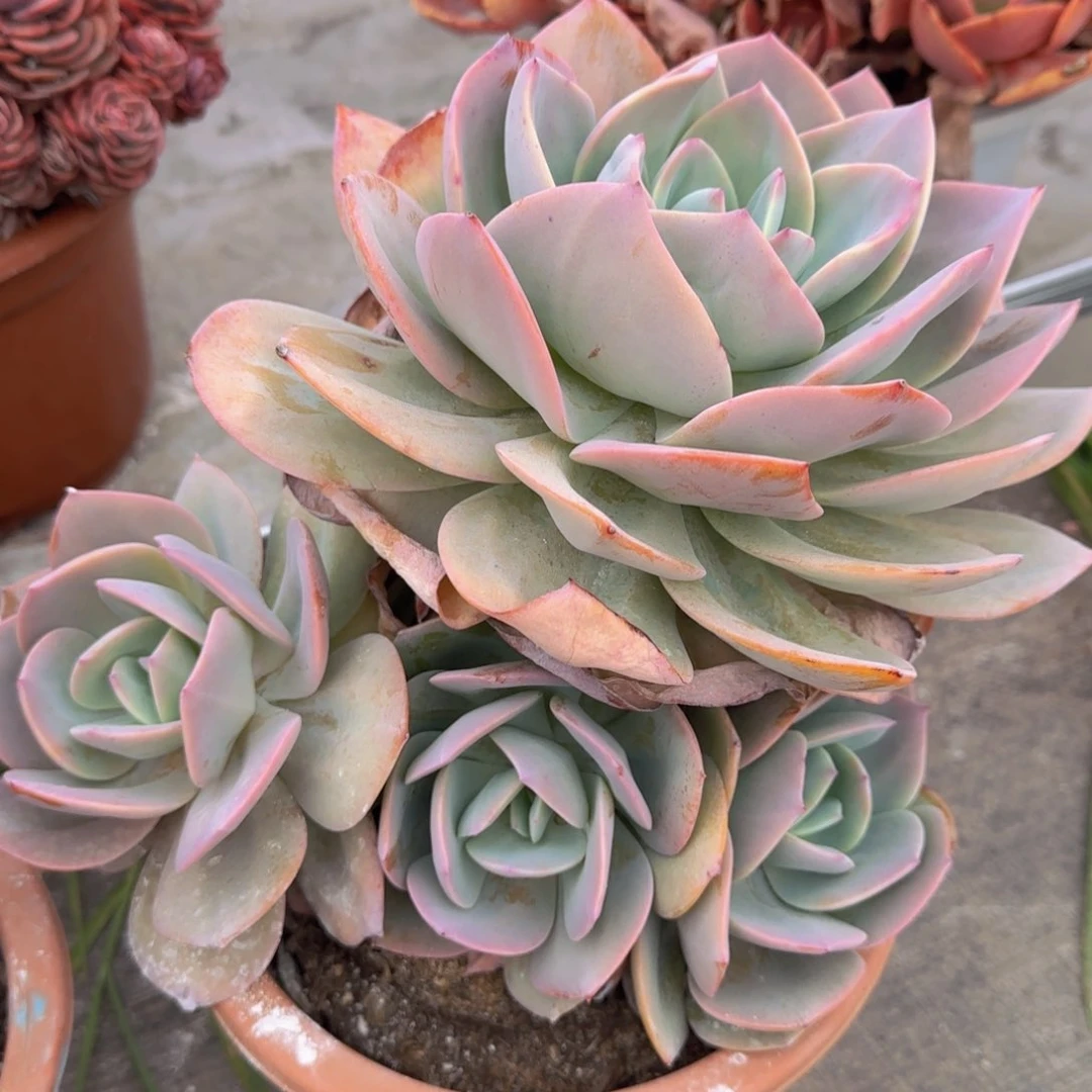 19-17 雪凤发货 1111