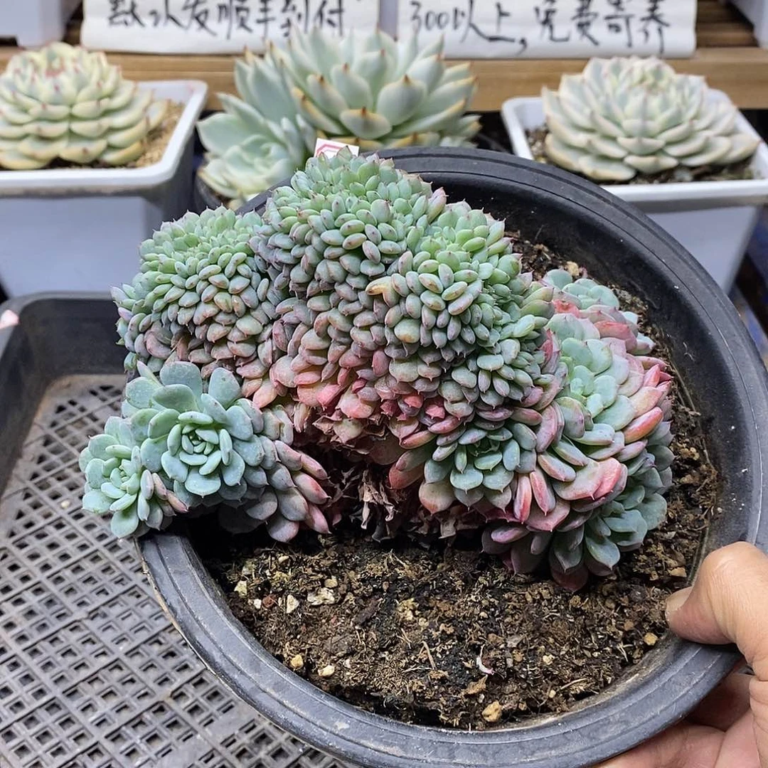 25130 大白胖子缀化