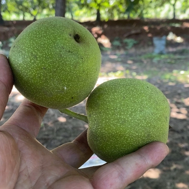 桃核吊坠麋****了十号