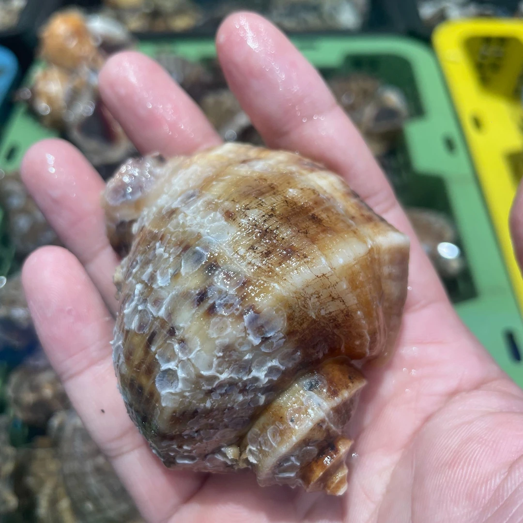 鲜活海螺（默认不宰杀）