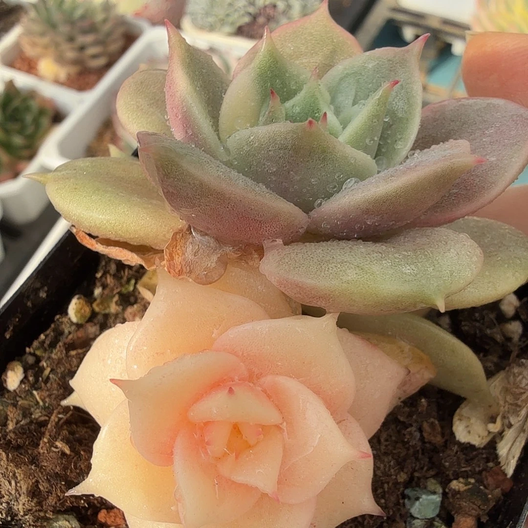 贝加尔湖阴阳，多肉植物