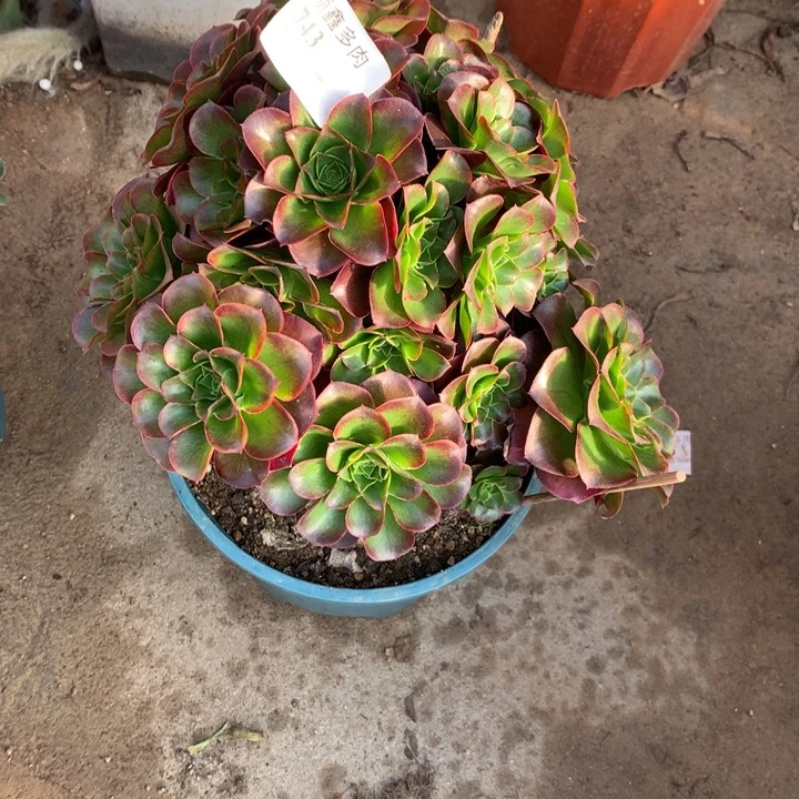 743玫瑰多肉植物特价