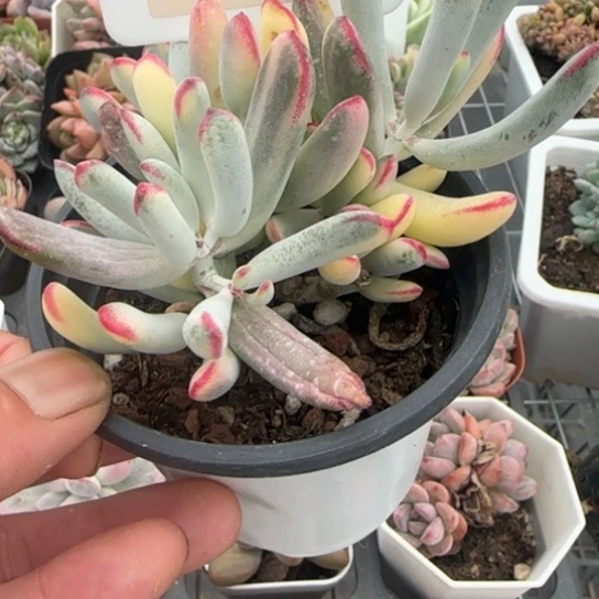 592棒叶福娘锦一物一拍多肉