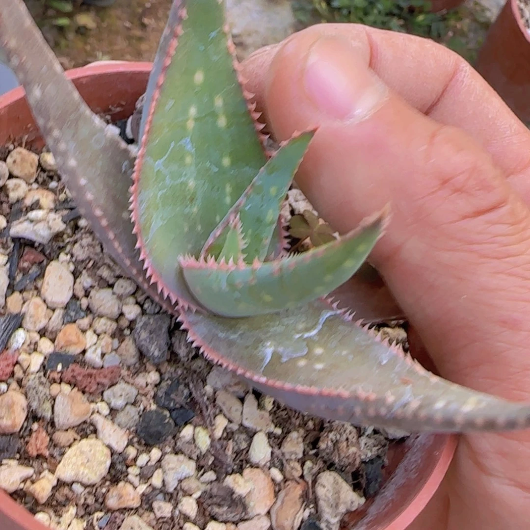 大****错块根植物块根植物
