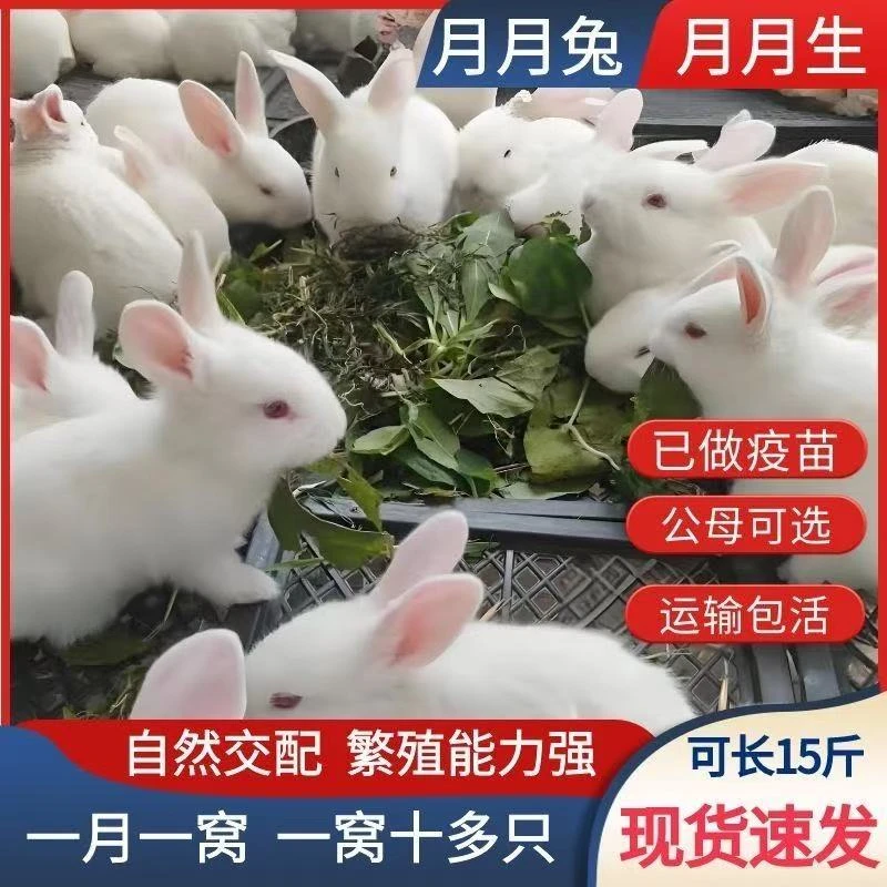 兔子活体小白兔小兔子幼兔大型肉兔幼兔月月兔宠物兔可食用可繁殖