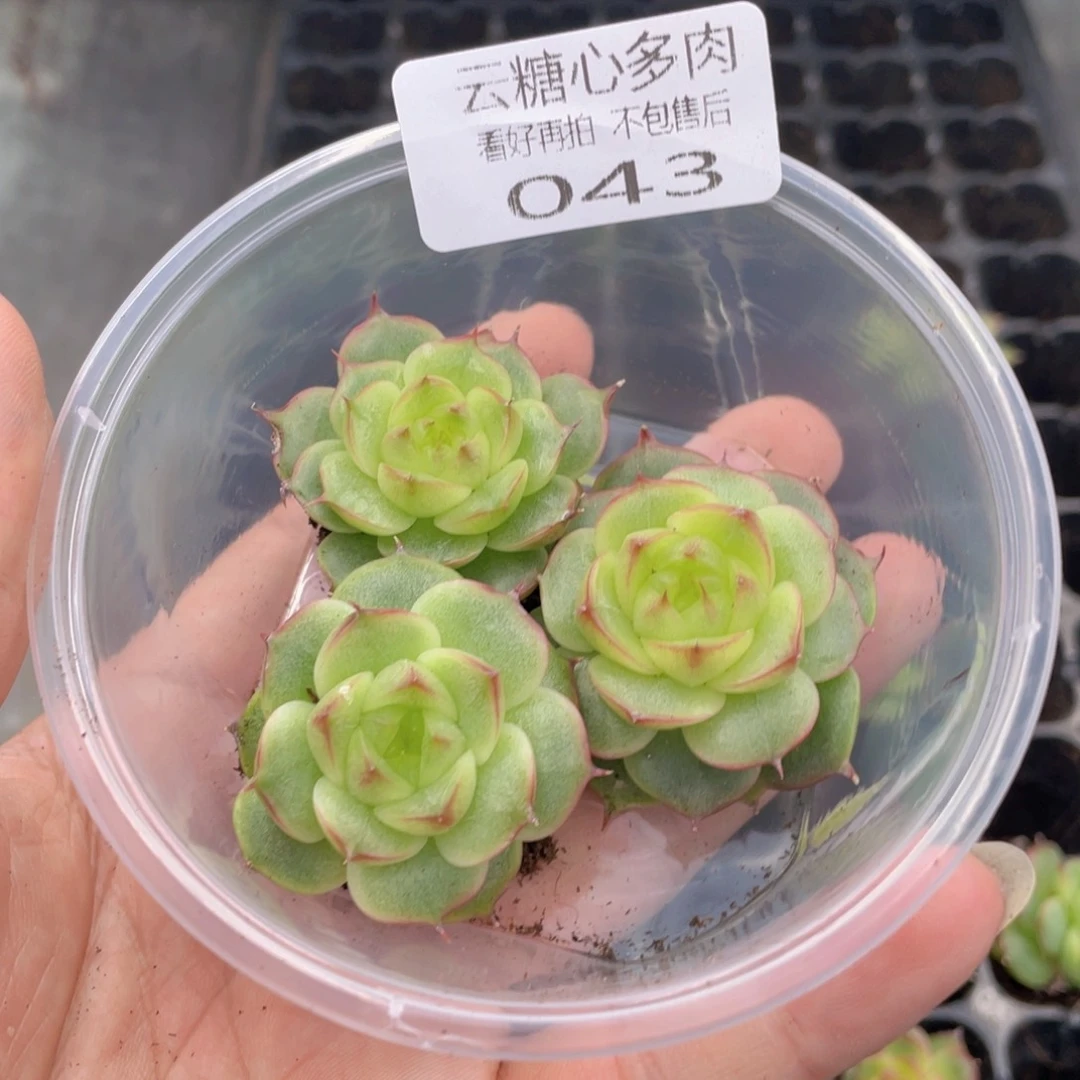 感**心云糖心多肉植物43