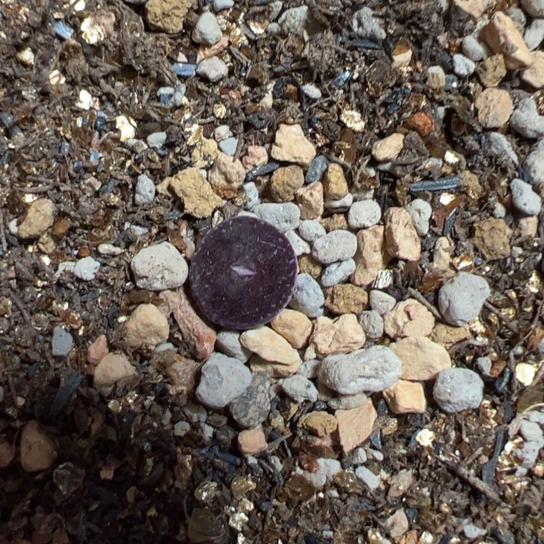 绵***绵满窗墨墨多肉多肉