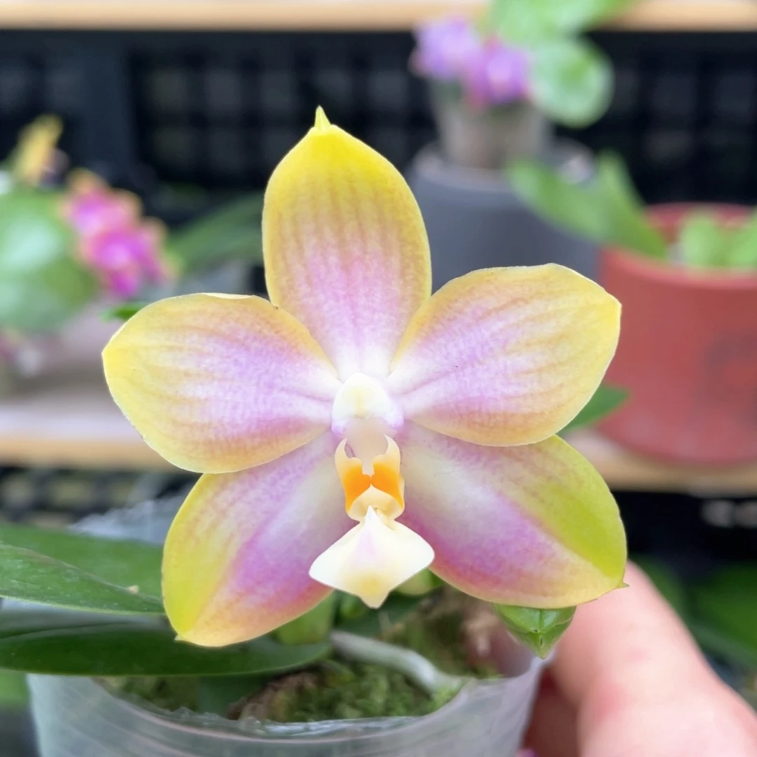 大部分花苞少量开放（反射龙交洋洋粉玛丽）