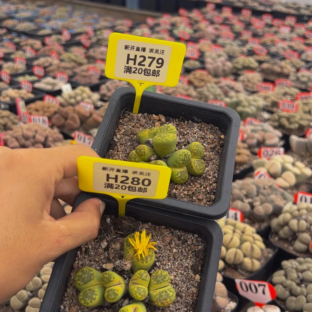 279.280.281.282随机，