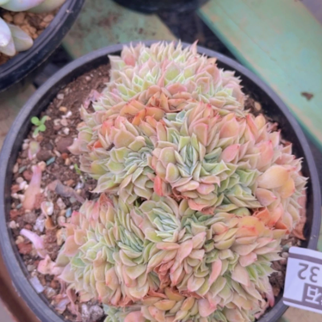 【闪购商品】昂斯诺缀04132