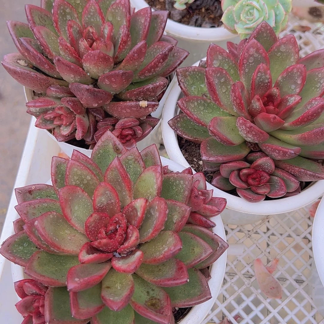 丰沛玫瑰大单头带仔精品