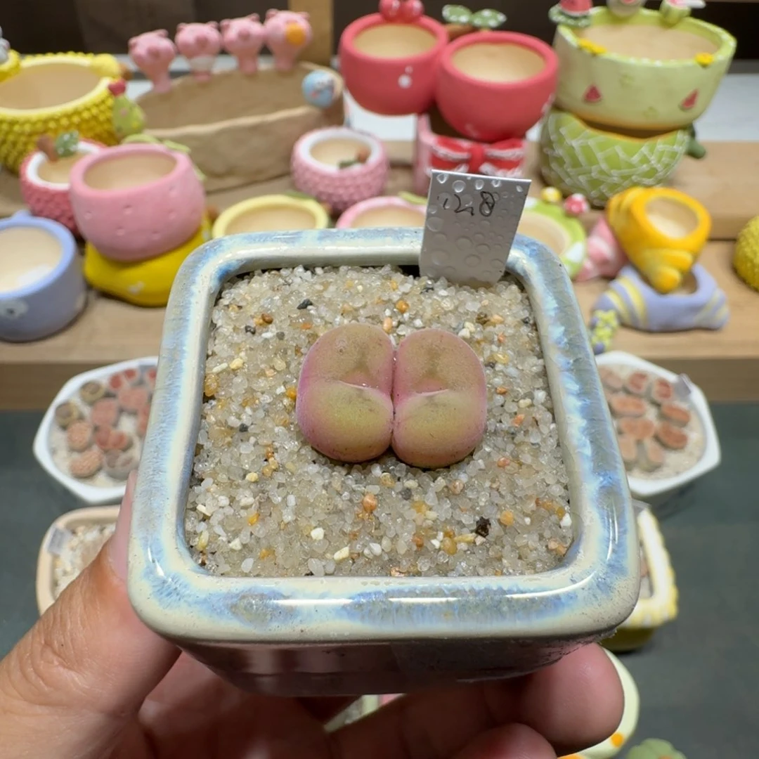 蘑菇231空卡空卡佛