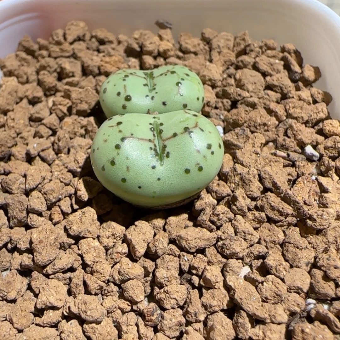 绑***咪肉锥多肉植物组合-396（2）