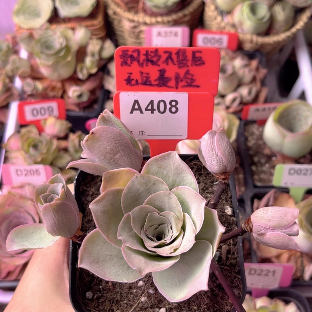 多头玫瑰一物一拍A408