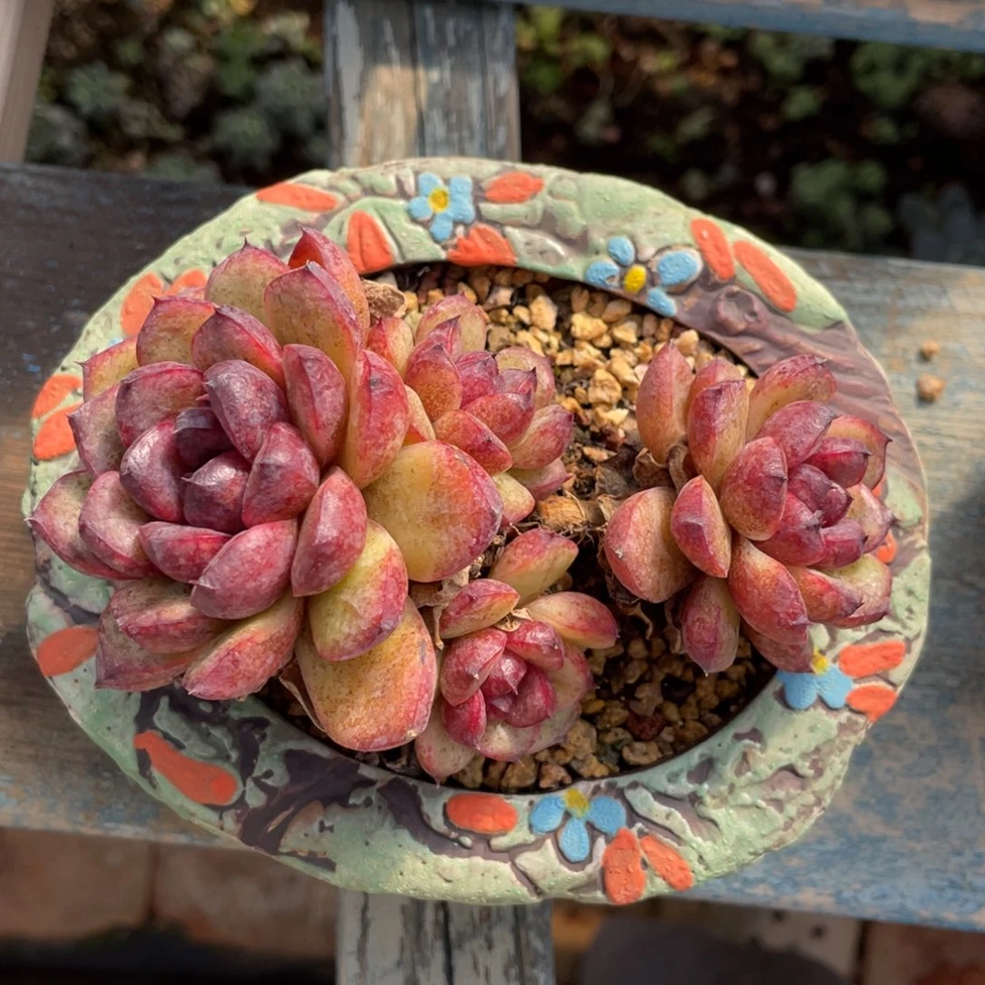 溜溜球整装无砍群