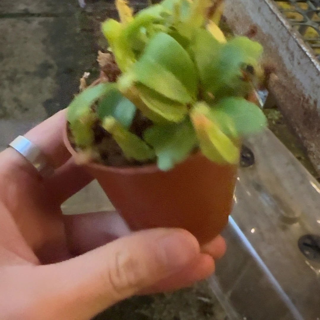 无花朵专拍云雾猪笼草