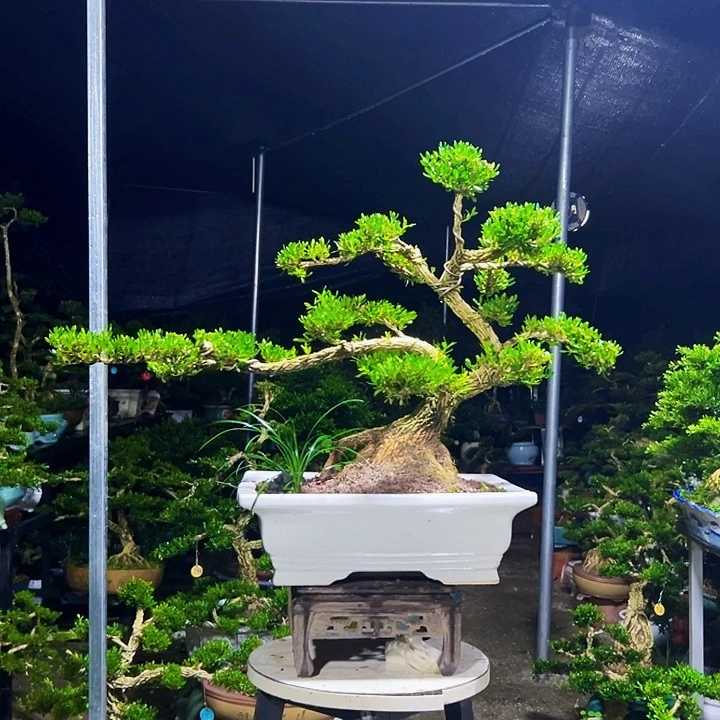 无花朵广东黄杨木盆景