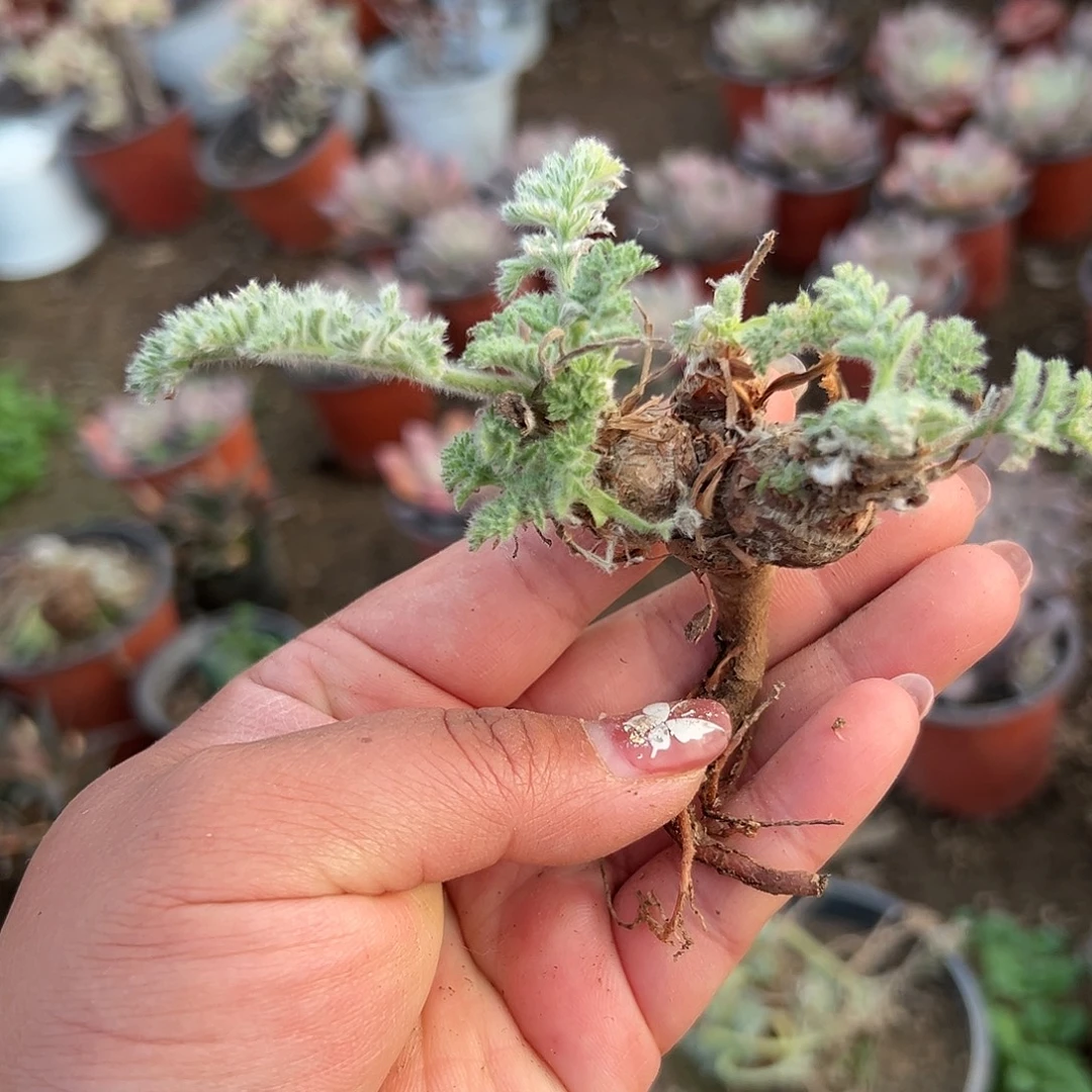 多肉植物雨衣洋葵