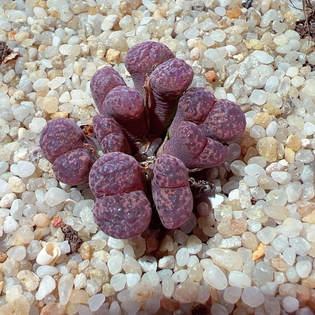 817-254多肉多肉红风铃