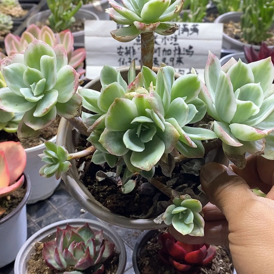 16156柠檬玫瑰锦