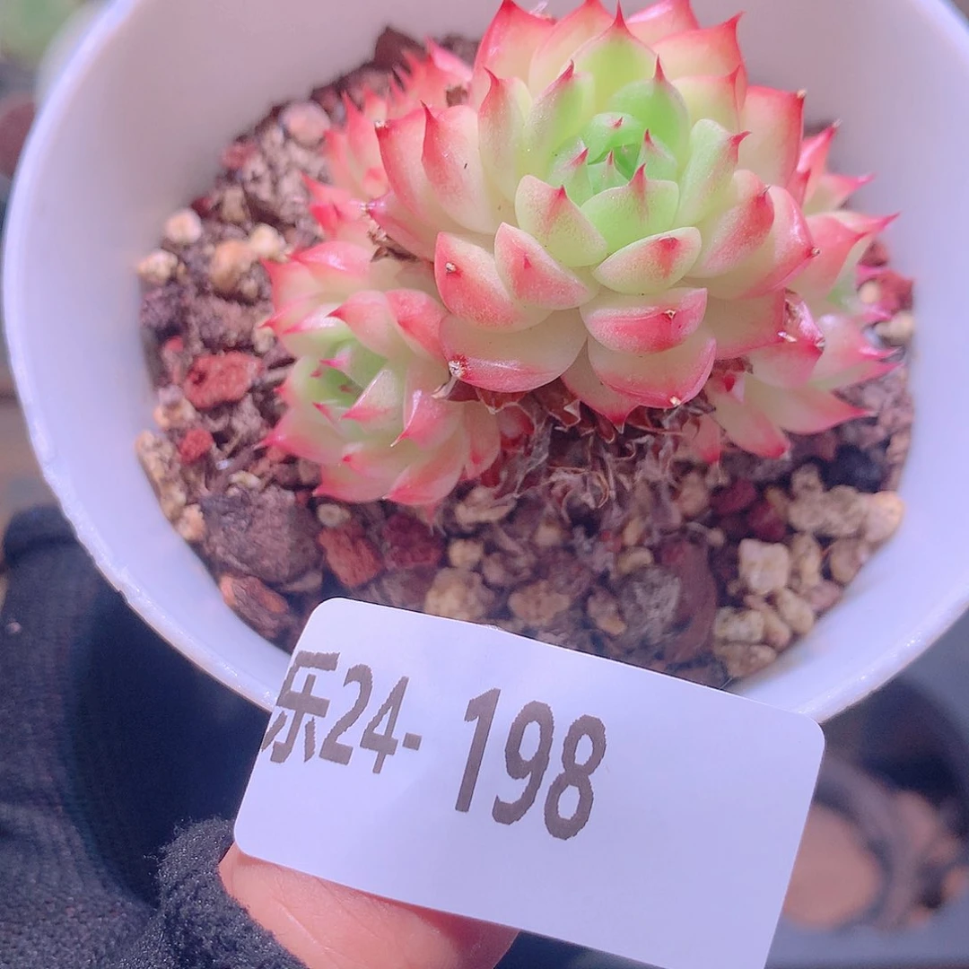 乐然24-198 海王群