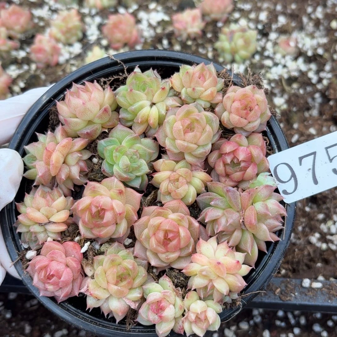 多肉植物多肉植物975