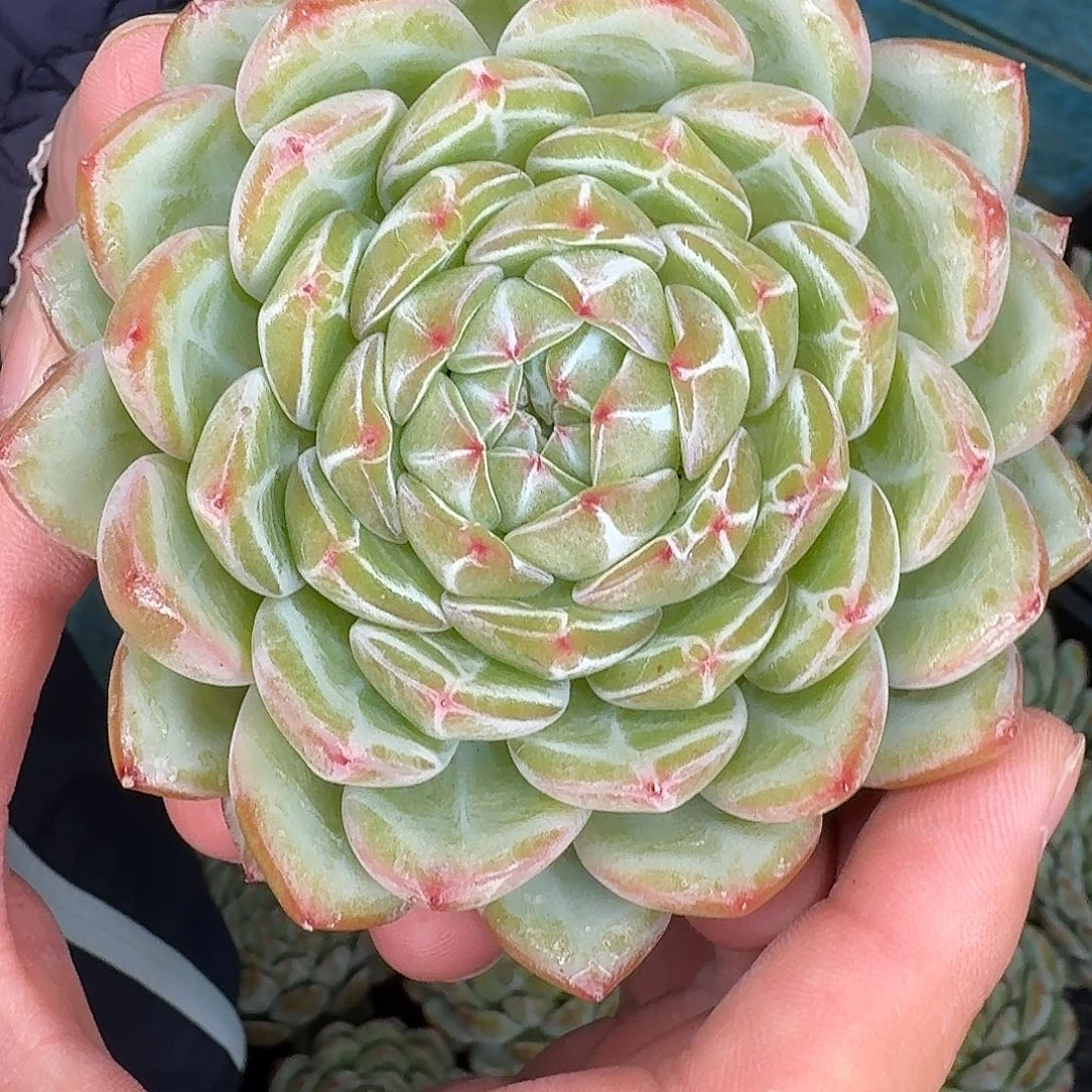从前慢花园多肉编号-雪花珍妮