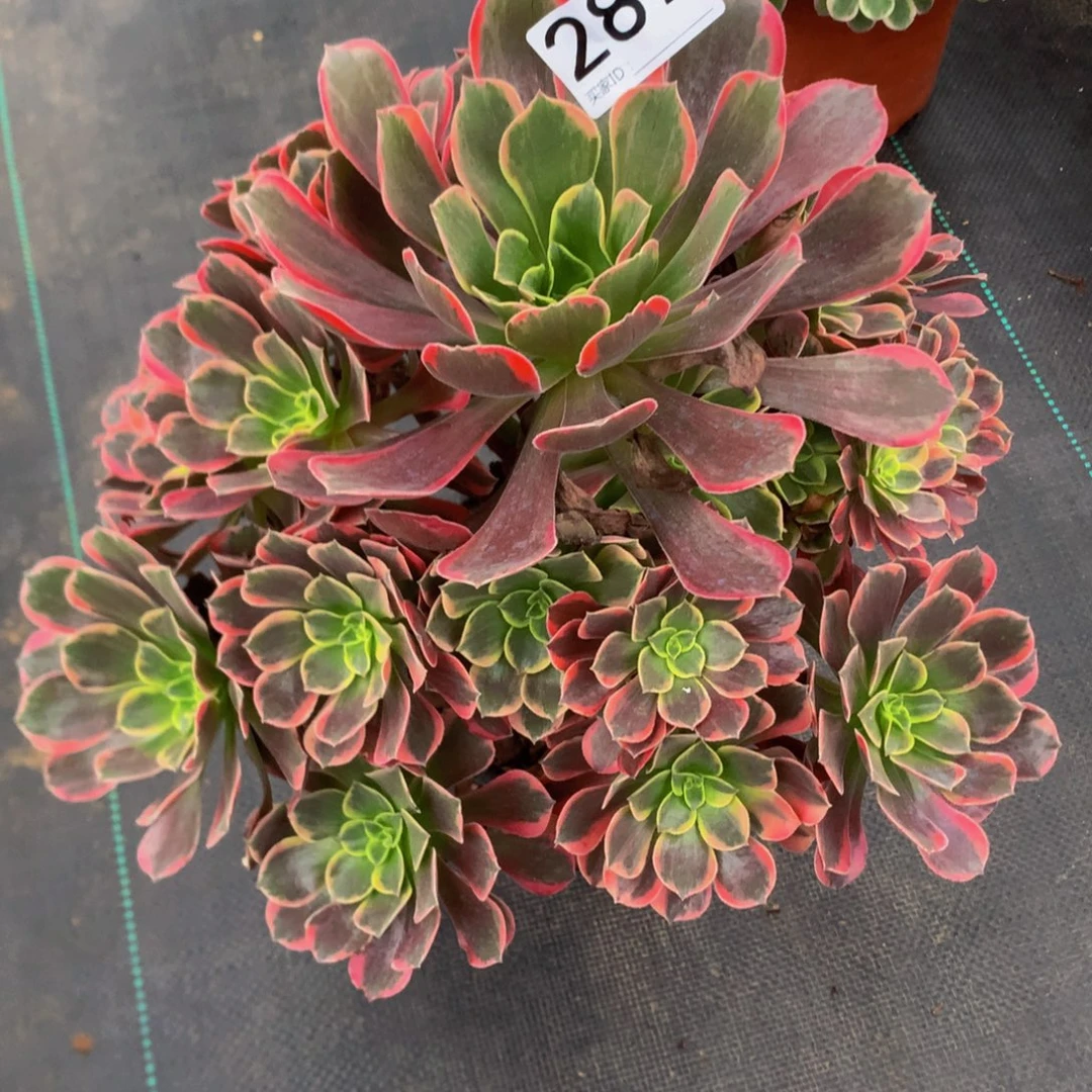 *****法师多肉植物287金丝缺