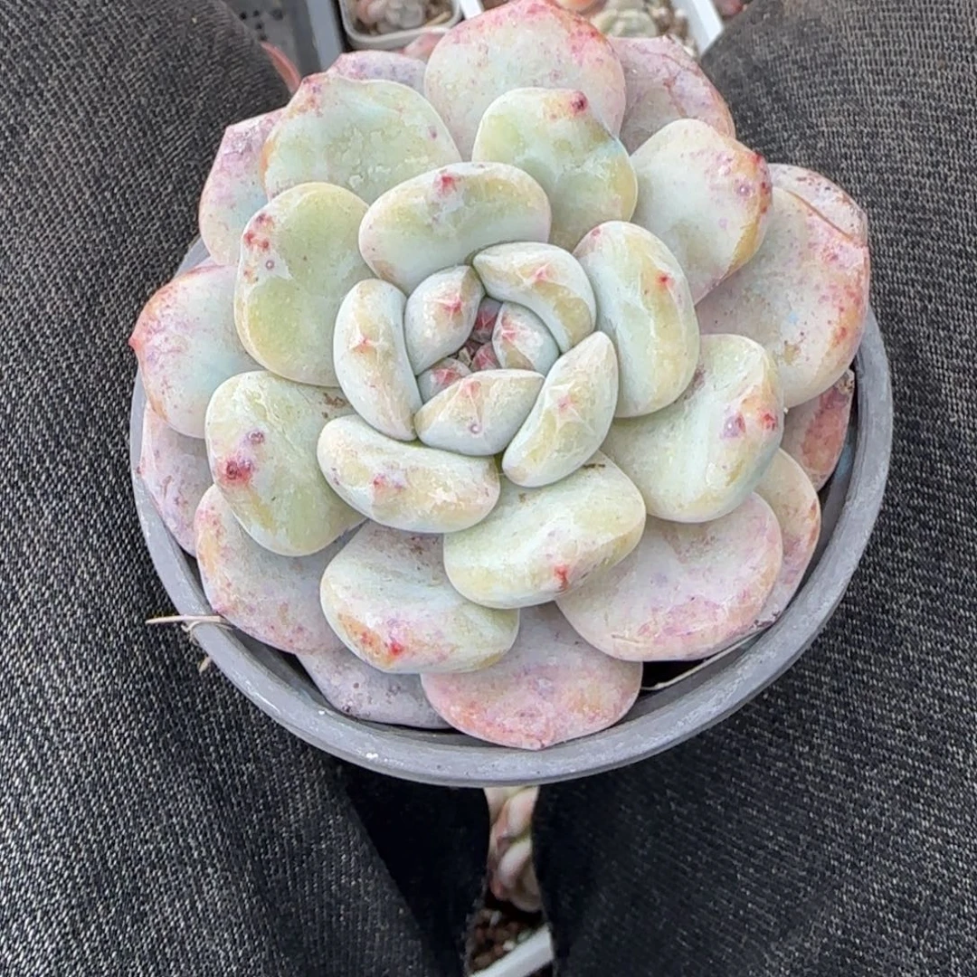 多肉小卡拉米糖心一物一拍