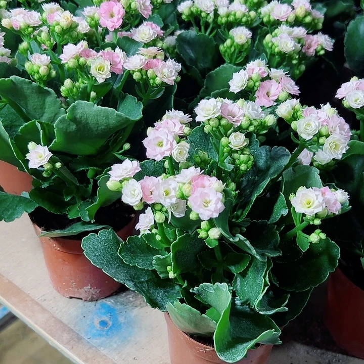 彩虹糖长寿花一颗110口径