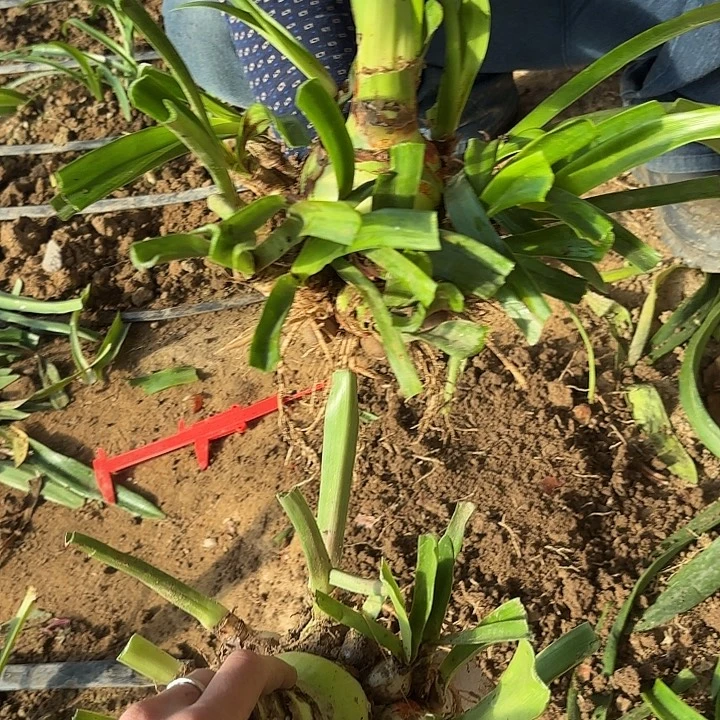 完全开放北极铃声一物一拍，1号