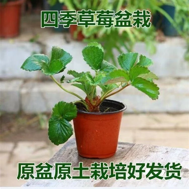 【今日福利】草莓苗奶油红颜草莓秧苗盆栽四季阳台种植南北方种易活