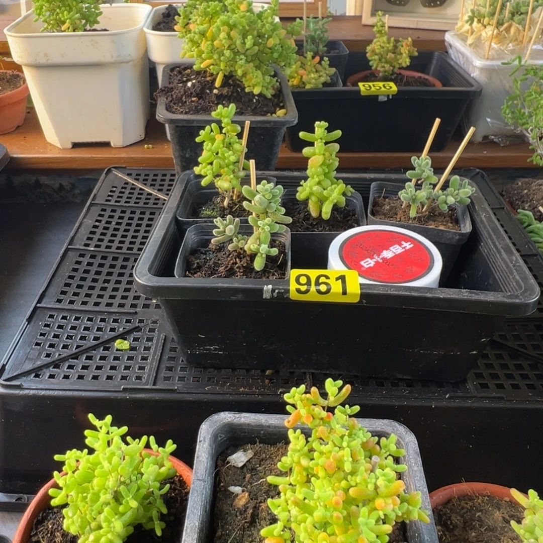 枝干番杏多肉植物961