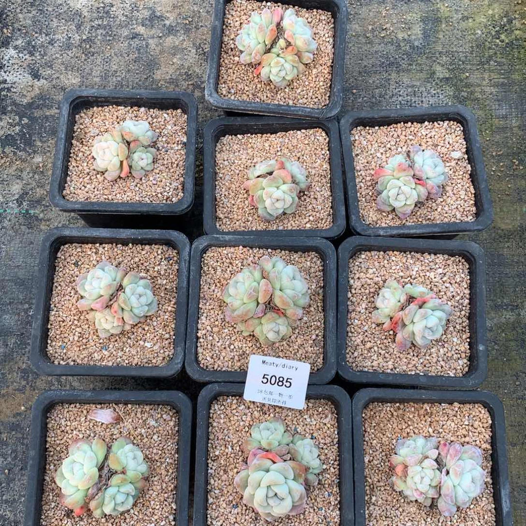 特5085冰玉三头4到6厘米10颗一组脱土发