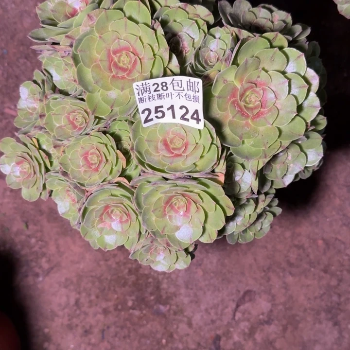 25124万拉丝多肉植物