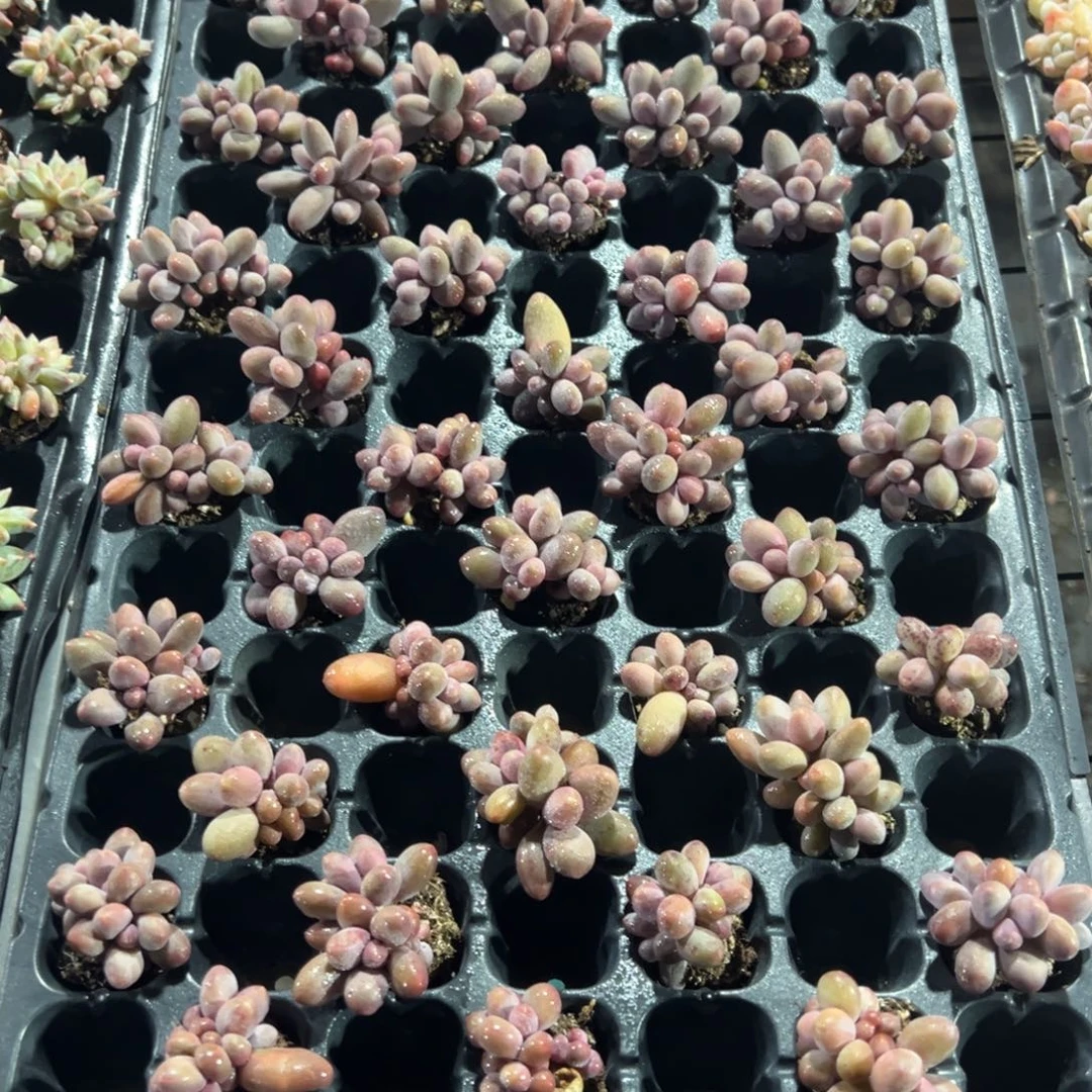 糖果美人小群到手1颗 大小4cm 量拍多肉满18包邮