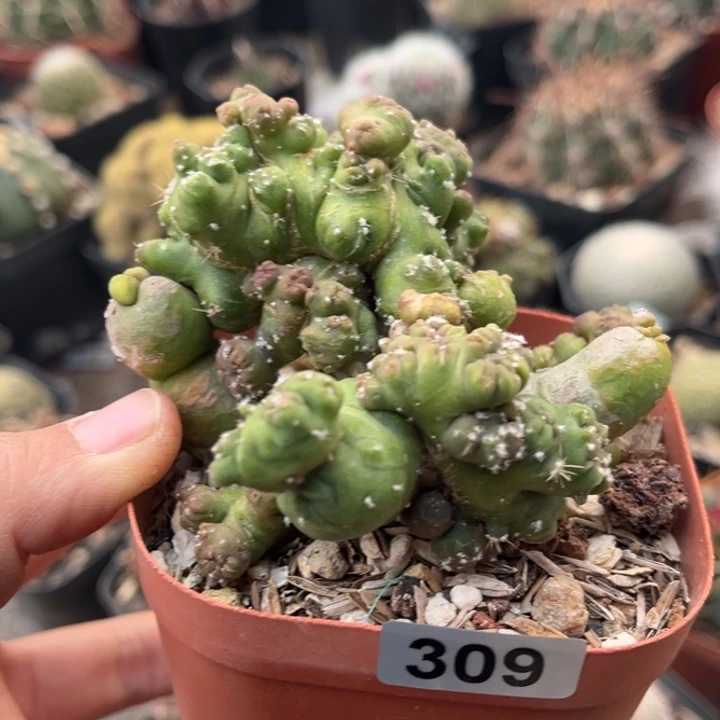 仙人球一物一拍自根