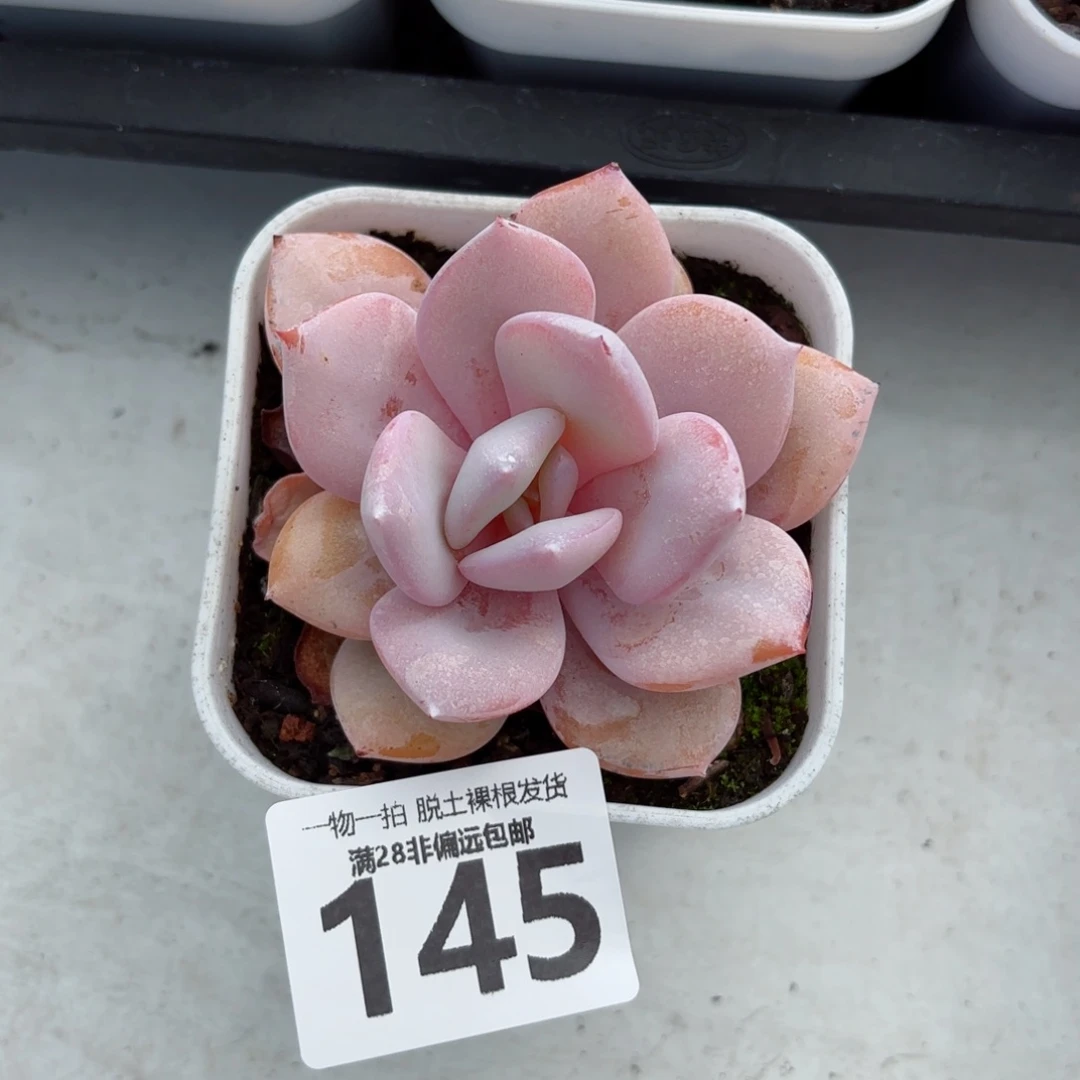 奶茶单头无盆土发货