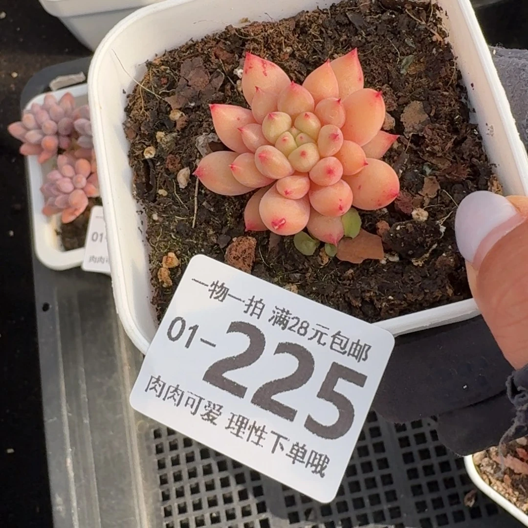 虞美人无盆土发货