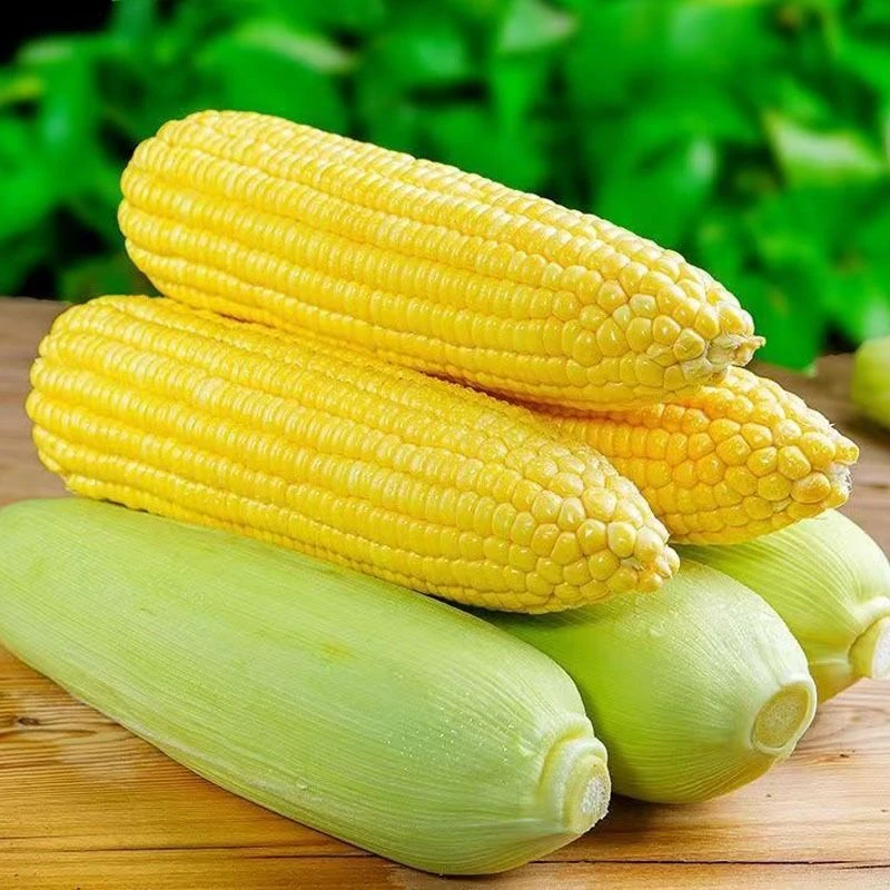太阳花水果玉米10元10穗水果玉米河南省
