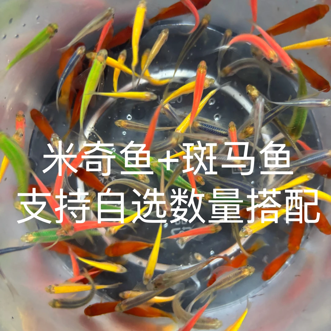 （米奇＋斑马）小型观赏鱼 混养套餐 卵生鱼 胎生鱼 直接下小鱼