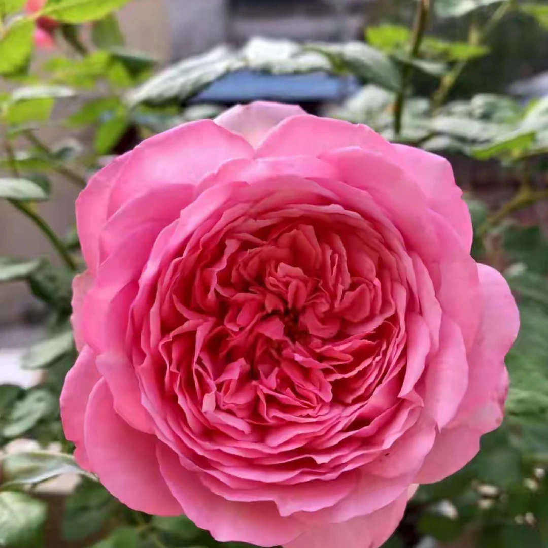 RosePompadour大马士革玫瑰香味阳台系列开花大土球发货