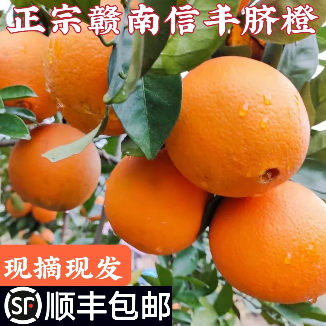 正宗赣南信丰脐橙自家果园新鲜多汁现摘现发当季水果