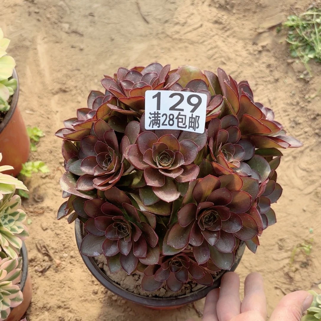 129媚金玫瑰多肉111111