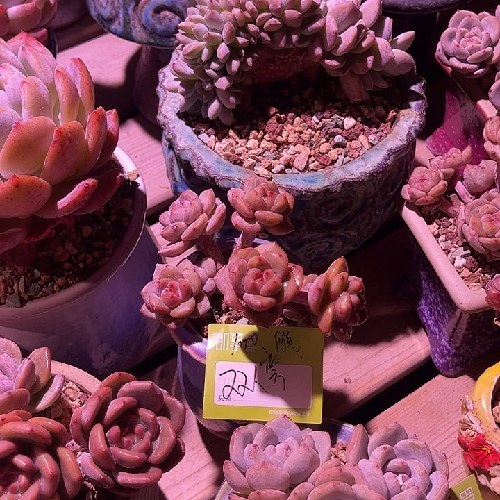 双****6星影群生两颗一组脱土