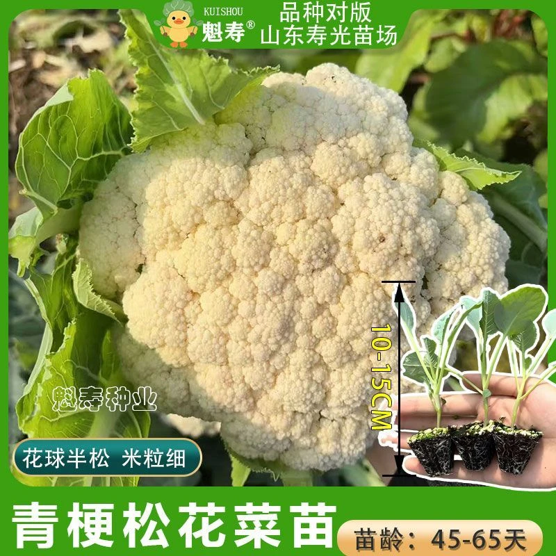 四季松花菜苗秧苗高产耐寒青梗花椰菜寿光花菜菜花西兰花苗秧种子